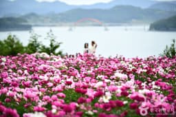 고흥 작약 꽃밭