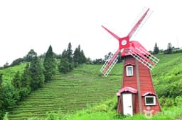 보성 차밭 전망대