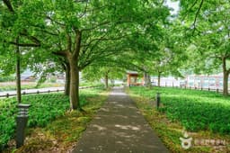 함평 향교리 느티나무·팽나무·개서어나무 숲