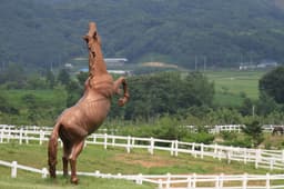 장수승마체험장/장수승마레저파크