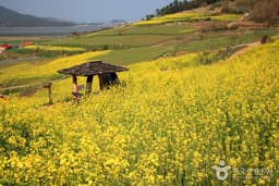 유채꽃 향기 따라 정남진 여행
