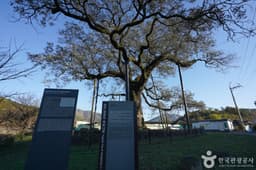 함안 영동리 회화나무