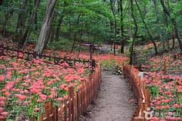 용천사 꽃무릇공원