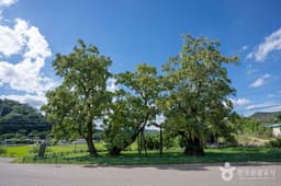 청송 홍원리 개오동나무