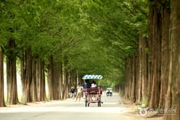 담양 메타세쿼이아길