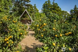 서귀포 제주에인 감귤밭 카페