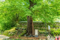 하동 범왕리 푸조나무