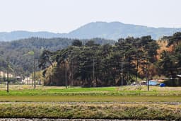 포매리 백로와 왜가리 번식지