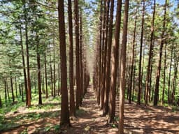 갈모봉 산림욕장