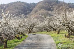 순천 향매실마을