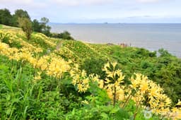 [변산 마실길 2코스] 노루목 상사화길