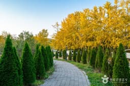 나주은행나무수목원