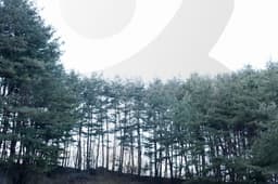 봉화 금강송 숲 사이를 거닐다