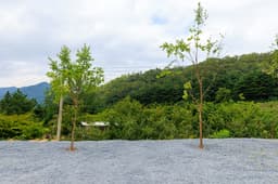 군위 솔밭야영장