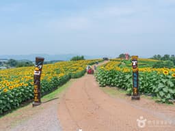강주 해바라기마을