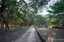 의성 사촌리 가로숲