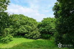 함평 기각리 붉가시나무 자생북한지