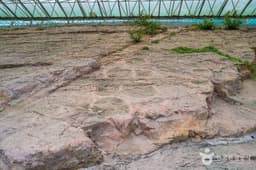 의성 제오리 공룡발자국 화석산지