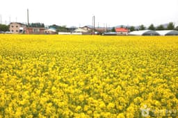 삼척 맹방유채꽃 마을