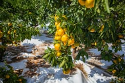 달달미깡감귤밭