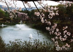 ‘충혼’의 수양벚꽃 마중하는 호젓한 꽃길