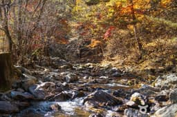 봉화 대현리 열목어 서식지