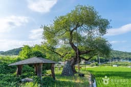 구미 금산리 떡버들나무