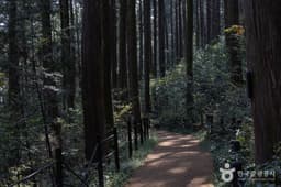 미래사 편백나무숲