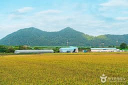 진도 소포검정쌀마을