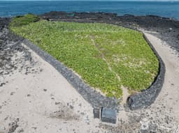 제주 토끼섬 문주란 자생지