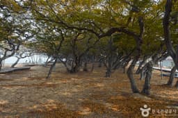 소사나무 군락지