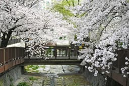 창원 소하천 벚꽃거리