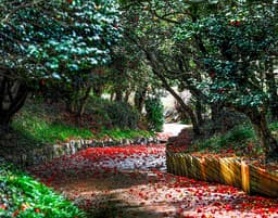 광양 옥룡사 동백나무 숲