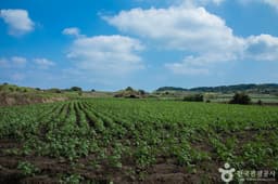 알뜨르비행장 및 일본군 비행기 격납고