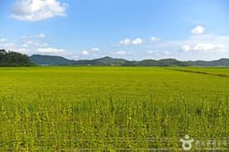 고천암호(철새도래지)