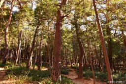 창원 편백 치유의 숲