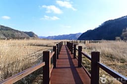 장흥댐 신풍갈대습지