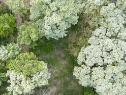 교항리 이팝나무 군락지