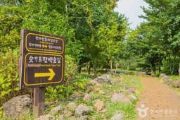 [한라산 둘레길 9구간] 숫모르편백숲길