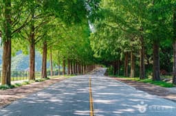 부귀 메타세쿼이아길