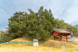 청송 장전리 향나무