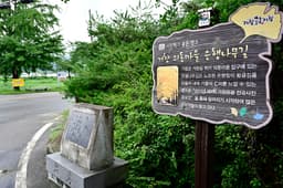 거창은행나무길