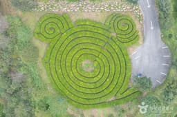 보성 골망태다원