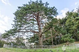 괴산 적석리 소나무
