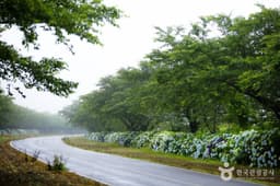 녹산로 유채꽃도로