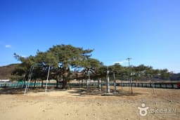 막걸리를 좋아하는 소나무를 찾아서