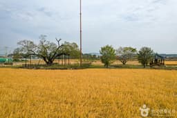 예천 금남리 황목근(팽나무)