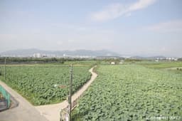 반야월연꽃단지