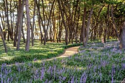 장항송림자연휴양림