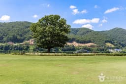 거례리사랑나무